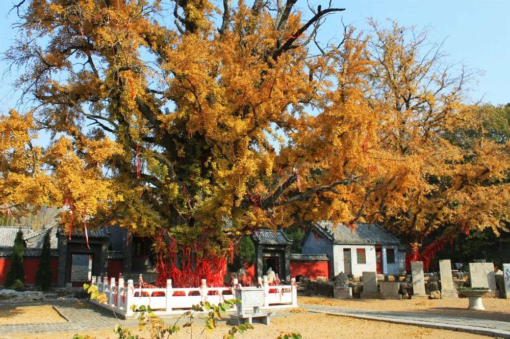 山东省济宁市泗水县泗张镇桃源村