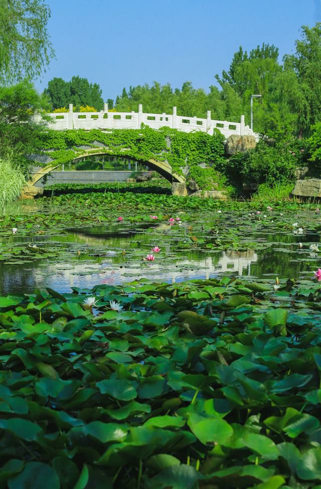 淄博桓台红莲湖景区