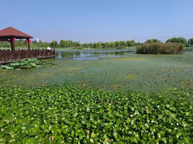 白楼湾湿地公园