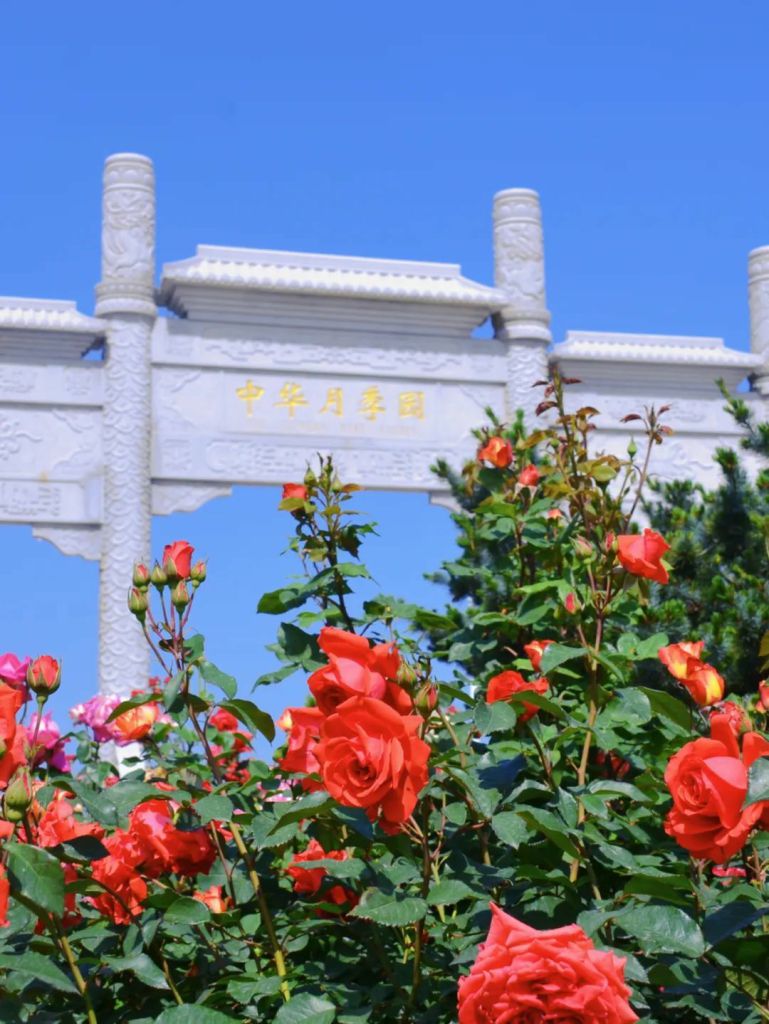 烟台中华月季园景区