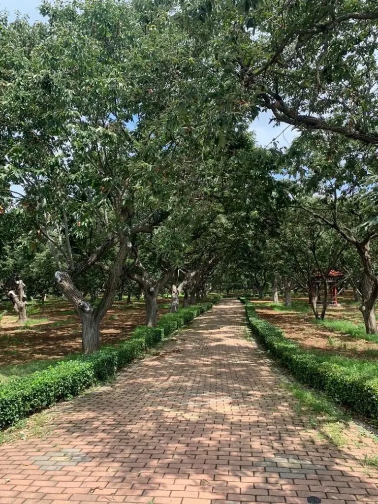 诸城刘墉板栗园