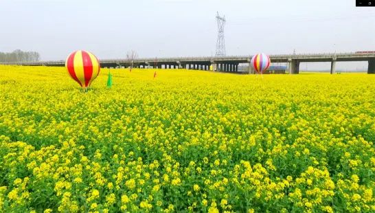 济宁牛楼花海彩田景区