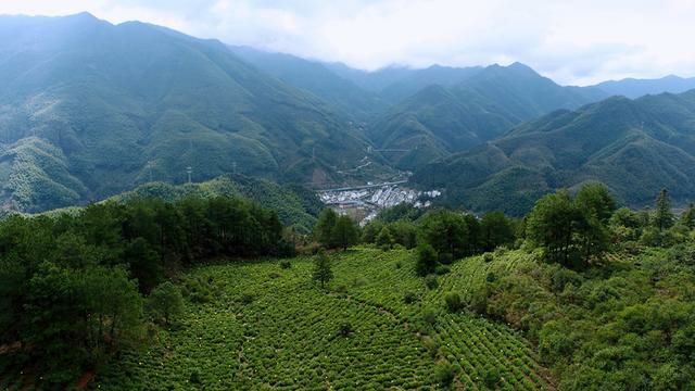 泰安肥子茶园