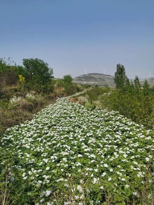 肥城市泰山植物园