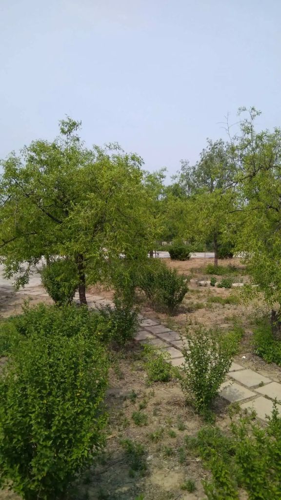 滨州无棣千年古桑园