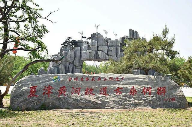 山东夏津黄河故道国家森林公园