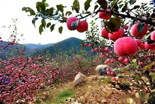临沂沂水红旗山苹果庄园