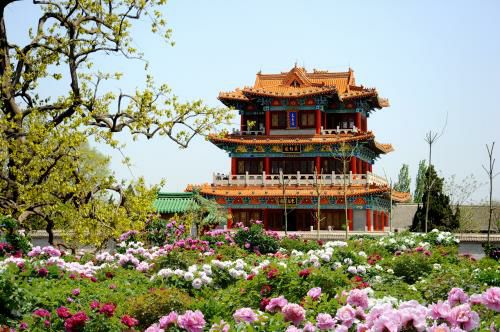 曹州牡丹园景区