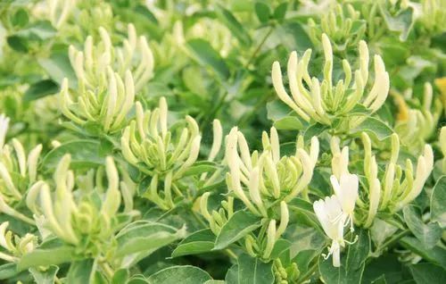 平邑金银花