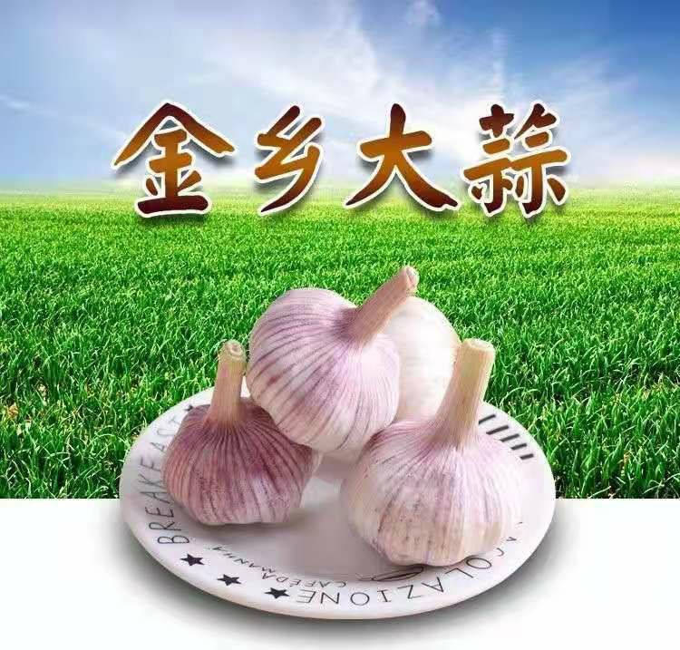 金乡大蒜