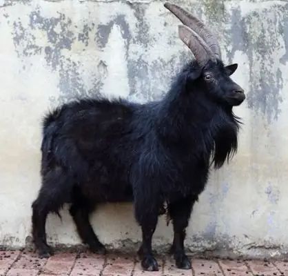 黑羊