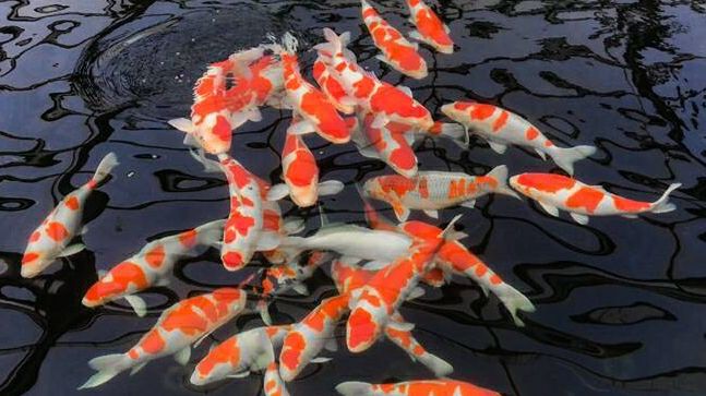 锦鲤