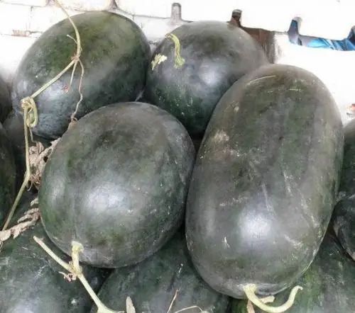 齐河西瓜