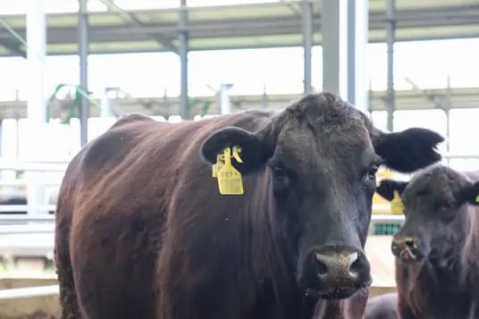 阳信牛肉