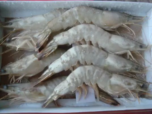 博兴对虾