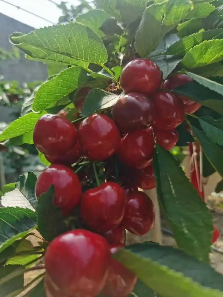 樱桃