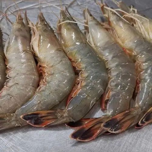 对虾
