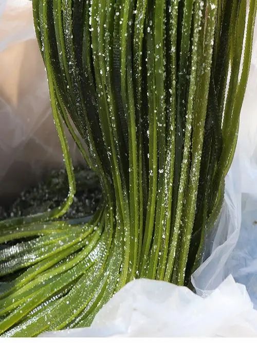 荣成海带