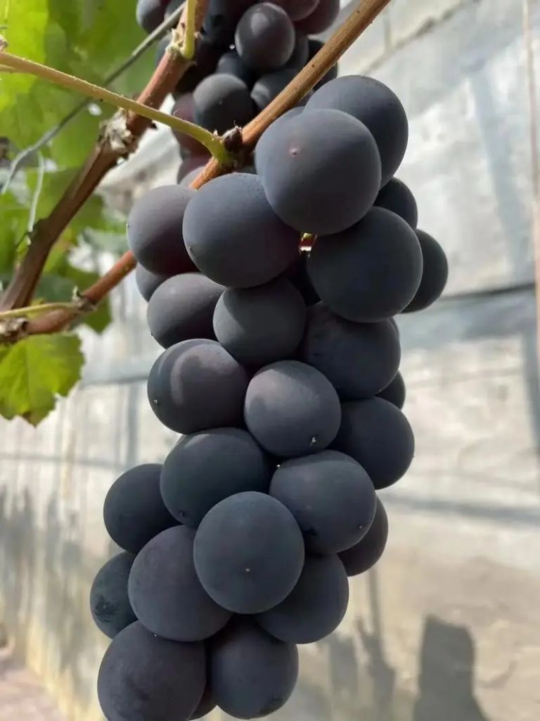 葡萄