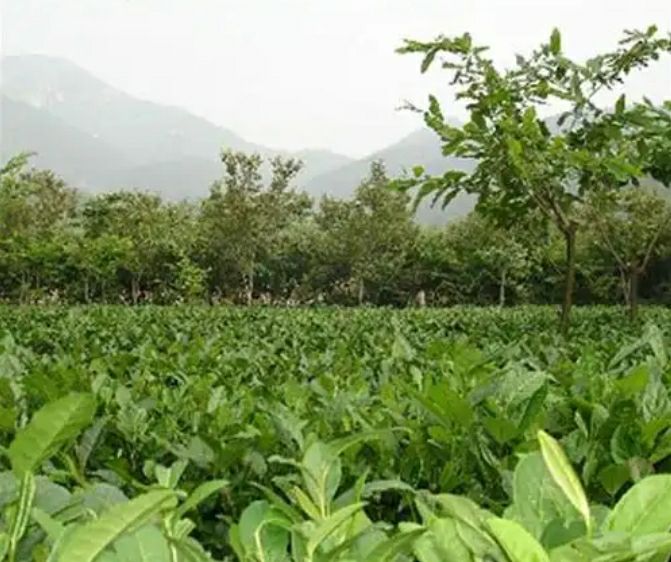 长清茶