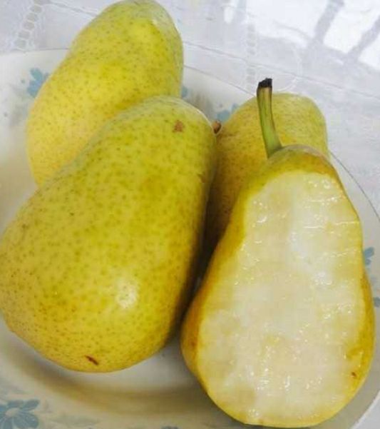 巴梨