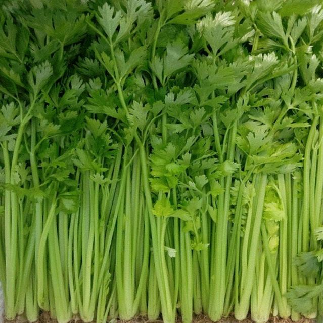 新泰芹菜