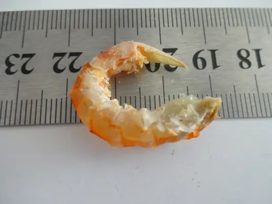金钩海米